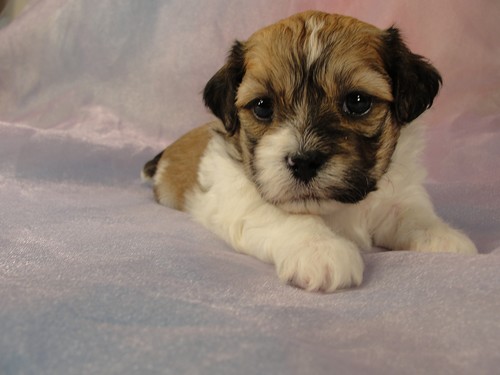 Male Shih Tzu Bichon Puppy for sale #34 Born March 20th 2012